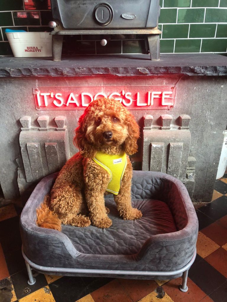 DOG FRIENDLY - PYE Bar Dundrum